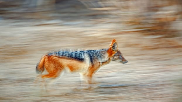 Black backed jackal running with long exposure effect in Kgalagadi transfrontier park, South Africa ; Specie Canis mesomelas family of Canidae