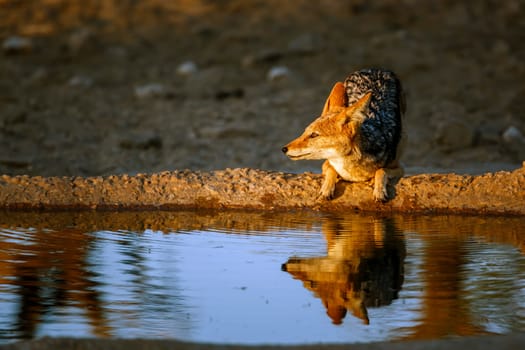 Black backed jackal standing at waterhole at dawn in Kgalagadi transfrontier park, South Africa ; Specie Canis mesomelas family of Canidae