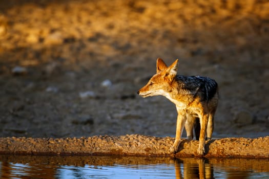 Black backed jackal standing at waterhole at dawn in Kgalagadi transfrontier park, South Africa ; Specie Canis mesomelas family of Canidae