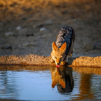 Black backed jackal drinking in waterhole at dawn in Kgalagadi transfrontier park, South Africa ; Specie Canis mesomelas family of Canidae