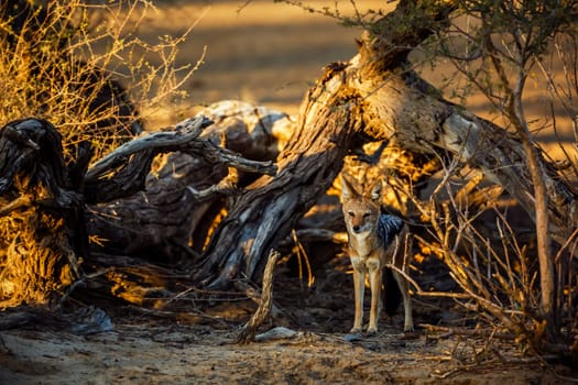 Black backed jackal standing in front of dead tree in Kgalagadi transfrontier park, South Africa ; Specie Canis mesomelas family of Canidae