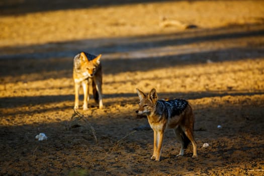 Two Black backed jackal standing in desert land at dawn in Kgalagadi transfrontier park, South Africa ; Specie Canis mesomelas family of Canidae