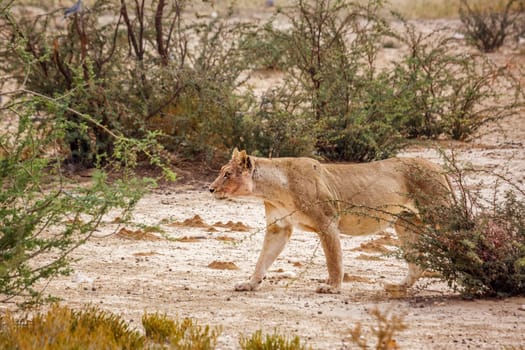 African lioness walking in shrub land in Kgalagadi transfrontier park, South Africa; Specie panthera leo family of felidae