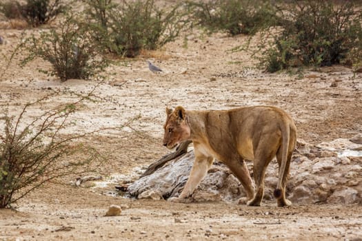 African lioness walking in dry land in Kgalagadi transfrontier park, South Africa; Specie panthera leo family of felidae