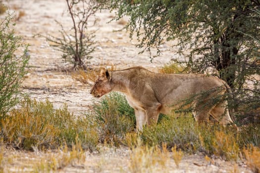 African lioness walking in shrub land in Kgalagadi transfrontier park, South Africa; Specie panthera leo family of felidae