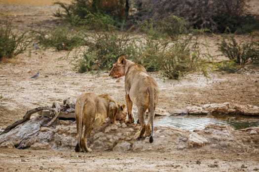 Two African lioness walking away from waterhole in Kgalagadi transfrontier park, South Africa; Specie panthera leo family of felidae