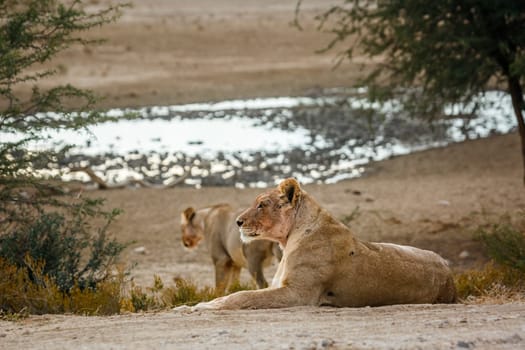 African lioness in Kgalagadi transfrontier park, South Africa; Specie panthera leo family of felidae