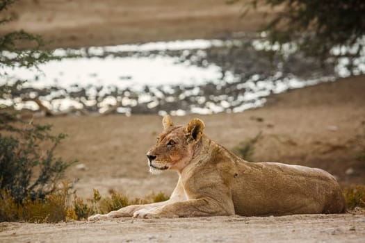 African lioness lying down with waterhole background in Kgalagadi transfrontier park, South Africa; Specie panthera leo family of felidae