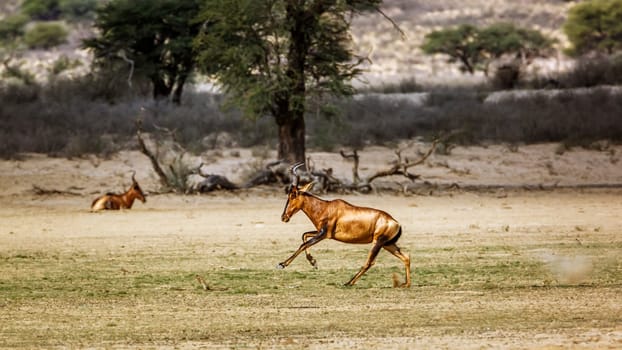 Hartebeest running side view in dry land in Kgalagadi transfrontier park, South Africa; specie Alcelaphus buselaphus family of Bovidae