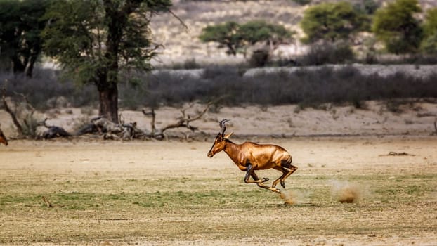 Hartebeest running side view in dry land in Kgalagadi transfrontier park, South Africa; specie Alcelaphus buselaphus family of Bovidae