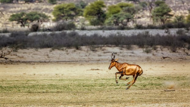 Hartebeest running side view in dry land in Kgalagadi transfrontier park, South Africa; specie Alcelaphus buselaphus family of Bovidae