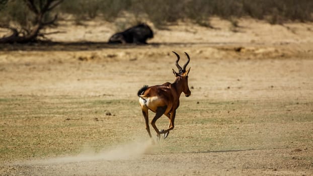 Hartebeest running rear view in dry land in Kgalagadi transfrontier park, South Africa; specie Alcelaphus buselaphus family of Bovidae