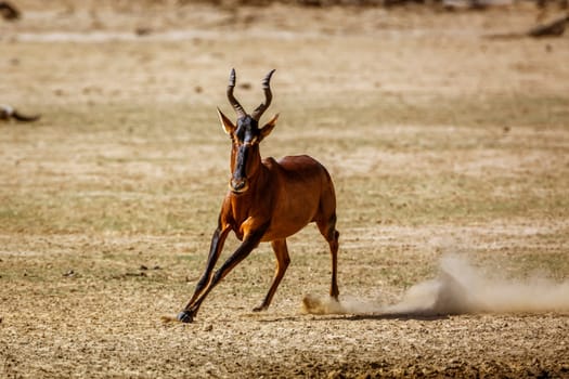 Hartebeest running front view in dry land in Kgalagadi transfrontier park, South Africa; specie Alcelaphus buselaphus family of Bovidae