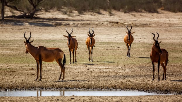 Five Hartebeest walking front view to waterhole in Kgalagadi transfrontier park, South Africa; specie Alcelaphus buselaphus family of Bovidae