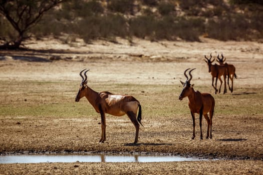 Four Hartebeest walking front view to waterhole in Kgalagadi transfrontier park, South Africa; specie Alcelaphus buselaphus family of Bovidae