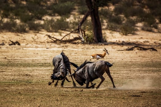 Two Blue wildebeest challenging scratching sand in Kgalagadi transfrontier park, South Africa ; Specie Connochaetes taurinus family of Bovidae