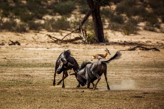 Two Blue wildebeest challenging scratching sand in Kgalagadi transfrontier park, South Africa ; Specie Connochaetes taurinus family of Bovidae