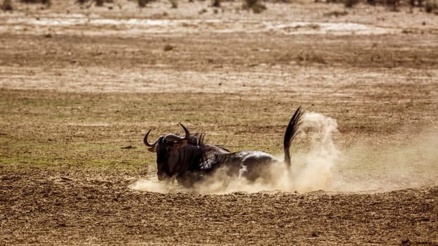 Blue wildebeest scratching sand in Kgalagadi transfrontier park, South Africa ; Specie Connochaetes taurinus family of Bovidae