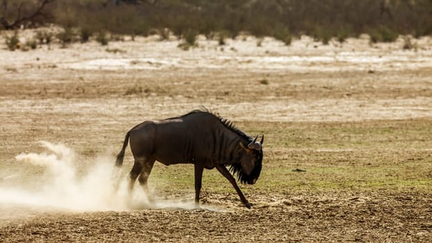 Blue wildebeest scratching sand in Kgalagadi transfrontier park, South Africa ; Specie Connochaetes taurinus family of Bovidae
