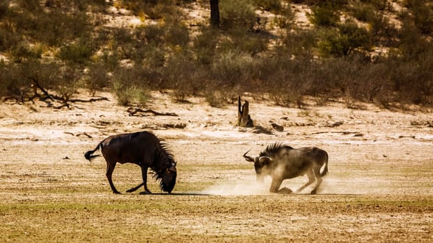 Two Blue wildebeest challenging scratching sand in Kgalagadi transfrontier park, South Africa ; Specie Connochaetes taurinus family of Bovidae