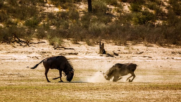 Two Blue wildebeest challenging scratching sand in Kgalagadi transfrontier park, South Africa ; Specie Connochaetes taurinus family of Bovidae