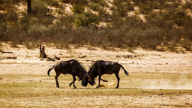 Two Blue wildebeest challenging scratching sand in Kgalagadi transfrontier park, South Africa ; Specie Connochaetes taurinus family of Bovidae