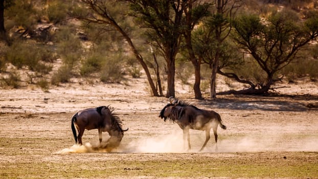 Two Blue wildebeest challenging scratching sand in Kgalagadi transfrontier park, South Africa ; Specie Connochaetes taurinus family of Bovidae