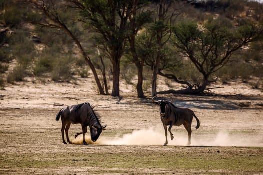 Two Blue wildebeest challenging scratching sand in Kgalagadi transfrontier park, South Africa ; Specie Connochaetes taurinus family of Bovidae