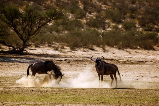 Two Blue wildebeest challenging scratching sand in Kgalagadi transfrontier park, South Africa ; Specie Connochaetes taurinus family of Bovidae