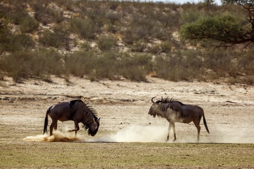 Two Blue wildebeest challenging scratching sand in Kgalagadi transfrontier park, South Africa ; Specie Connochaetes taurinus family of Bovidae