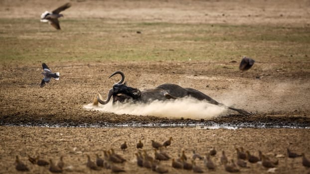 Blue wildebeest grooming in sand with flock of birds in Kgalagadi transfrontier park, South Africa ; Specie Connochaetes taurinus family of Bovidae