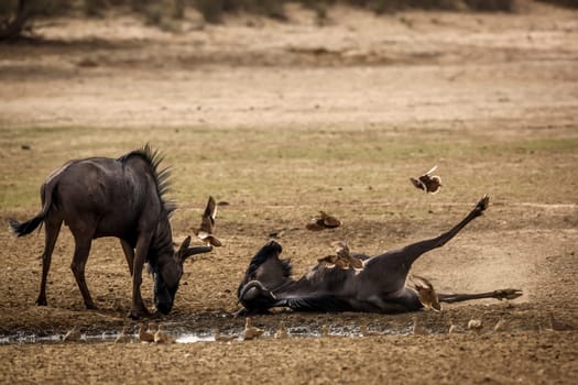 Group of Namaqua sandgrouse flying over Blue wildebeest grooming on floor in Kgalagadi transfrontier park, South Africa ; Specie Connochaetes taurinus family of Bovidae