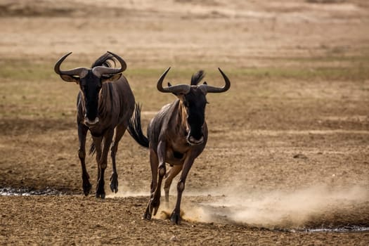 Two Blue wildebeest running after each other front view in Kgalagadi transfrontier park, South Africa ; Specie Connochaetes taurinus family of Bovidae