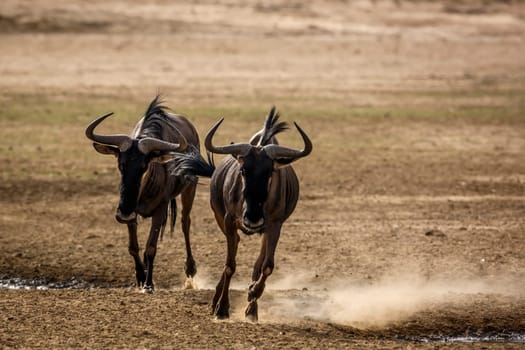 Two Blue wildebeest running after each other front view in Kgalagadi transfrontier park, South Africa ; Specie Connochaetes taurinus family of Bovidae