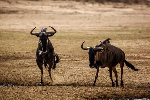 Two Blue wildebeest running after each other front view in Kgalagadi transfrontier park, South Africa ; Specie Connochaetes taurinus family of Bovidae