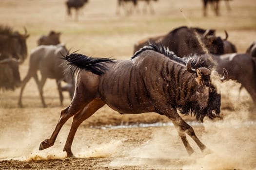 Blue wildebeest running front view in sand dust in Kgalagadi transfrontier park, South Africa ; Specie Connochaetes taurinus family of Bovidae