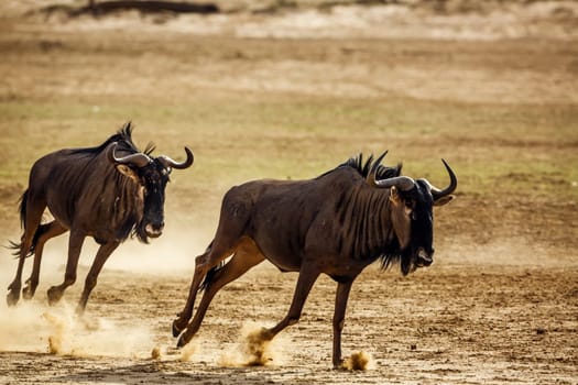 Two Blue wildebeest running after each othe in Kgalagadi transfrontier park, South Africa ; Specie Connochaetes taurinus family of Bovidae