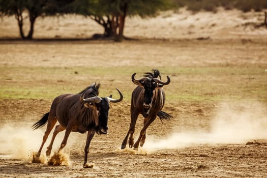 Two Blue wildebeest running after each othe in Kgalagadi transfrontier park, South Africa ; Specie Connochaetes taurinus family of Bovidae