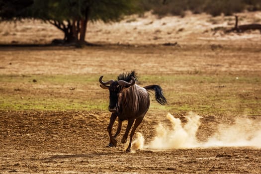 Blue wildebeest running front view in sand dust in Kgalagadi transfrontier park, South Africa ; Specie Connochaetes taurinus family of Bovidae