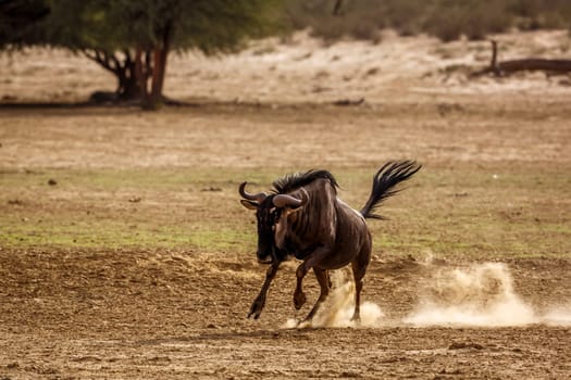 Blue wildebeest running front view in sand dust in Kgalagadi transfrontier park, South Africa ; Specie Connochaetes taurinus family of Bovidae