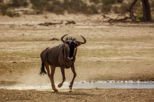 Blue wildebeest running along waterhole in Kgalagadi transfrontier park, South Africa ; Specie Connochaetes taurinus family of Bovidae