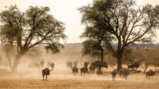 Herd of Blue wildebeest walking front view in sand dust in Kgalagadi transfrontier park, South Africa ; Specie Connochaetes taurinus family of Bovidae