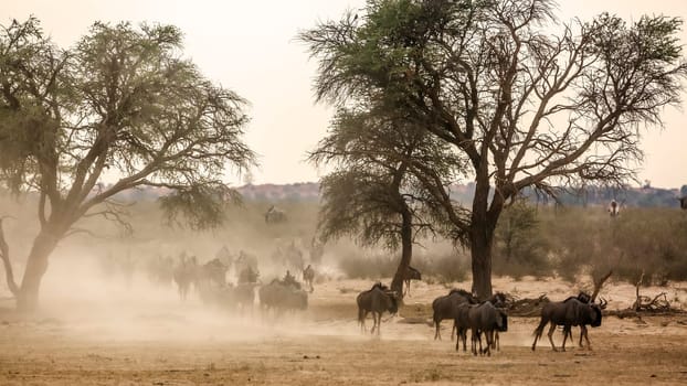 Herd of Blue wildebeest walking front view in sand dust in Kgalagadi transfrontier park, South Africa ; Specie Connochaetes taurinus family of Bovidae