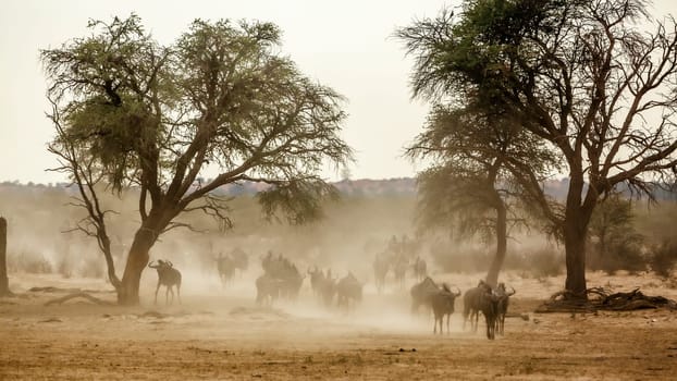 Herd of Blue wildebeest walking front view in sand dust in Kgalagadi transfrontier park, South Africa ; Specie Connochaetes taurinus family of Bovidae