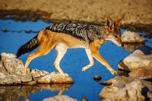 Black backed jackal jump over waterhole in Kgalagadi transfrontier park, South Africa ; Specie Canis mesomelas family of Canidae