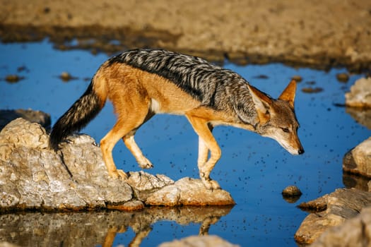 Black backed jackal jump over waterhole in Kgalagadi transfrontier park, South Africa ; Specie Canis mesomelas family of Canidae