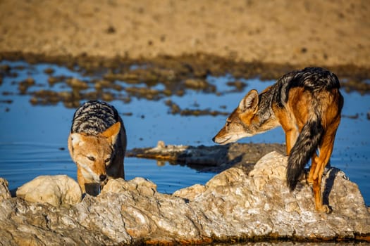 Two Black backed jackal at waterhole in Kgalagadi transfrontier park, South Africa ; Specie Canis mesomelas family of Canidae