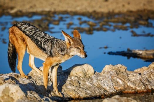 Black backed jackal drinking at waterhole in Kgalagadi transfrontier park, South Africa ; Specie Canis mesomelas family of Canidae