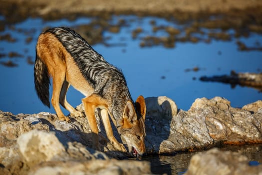 Black backed jackal drinking at waterhole in Kgalagadi transfrontier park, South Africa ; Specie Canis mesomelas family of Canidae