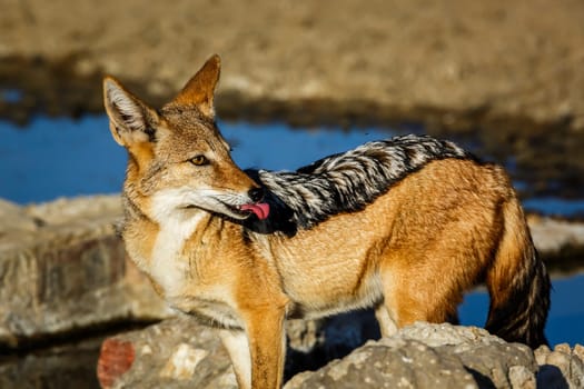Black backed jackal portrait at waterhole in Kgalagadi transfrontier park, South Africa ; Specie Canis mesomelas family of Canidae